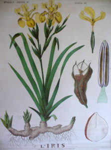 le jardin thérapeutique - planche - iris