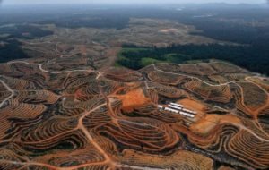 Borneo - deforestation - huile - de- palme