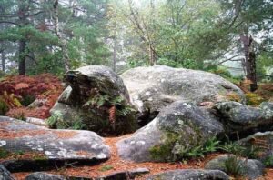 Dans la Forêt de Fontainebleau. Pour des forêts vivantes...