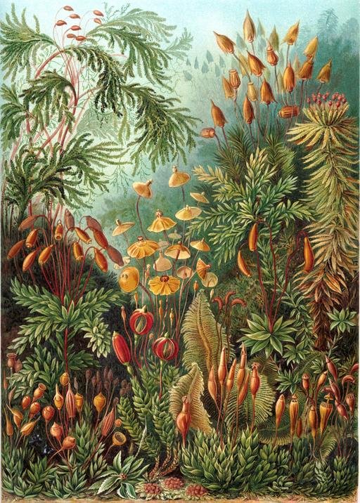jardin-thérapeutique-alzheimer-botanique_1.jpg